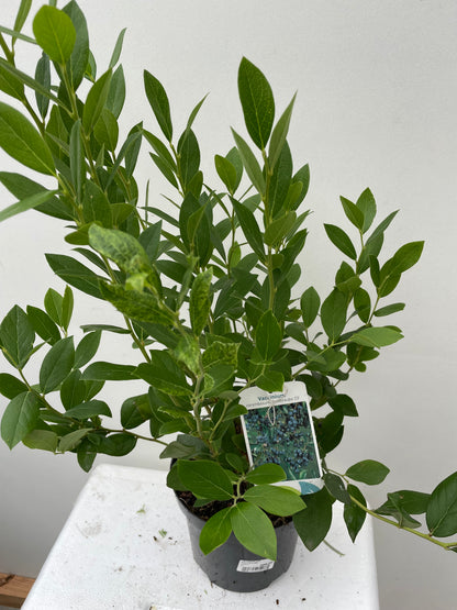 Bilde av VACCINIUM COR. GOLDTRAUBE-Spanne Plantesalg