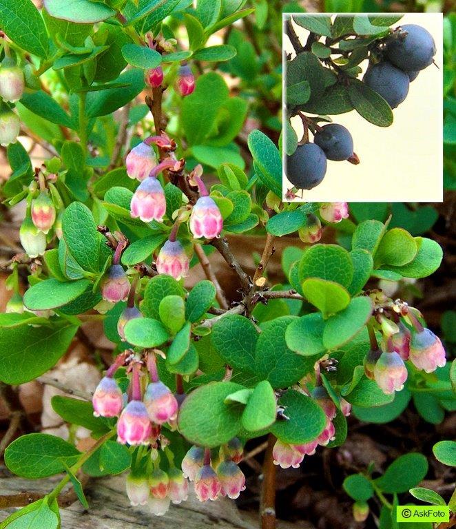 Bilde av VACCINIUM ULIGINOSUM-Spanne Plantesalg