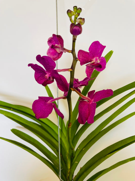 Bilde av Vanda 3-Spanne Plantesalg