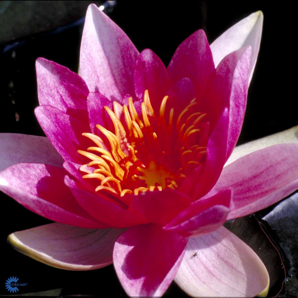 Bilde av Vannlilje Escarboucle erectum-Spanne Plantesalg