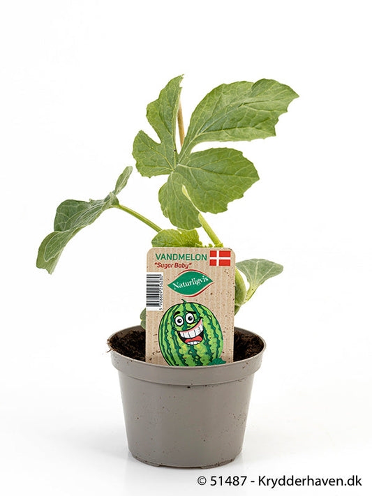 Bilde av VANNMELON'-Spanne Plantesalg