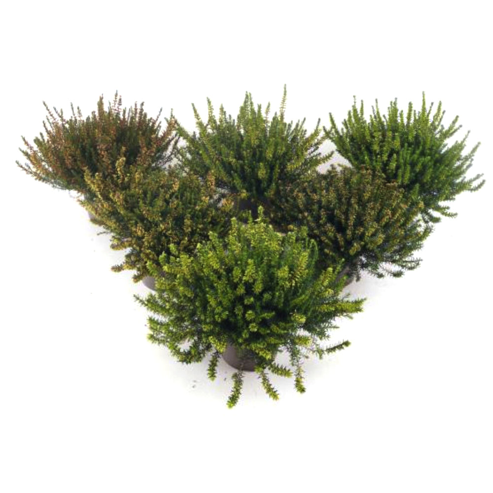 Bilde av VÅRLYNG-Spanne Plantesalg