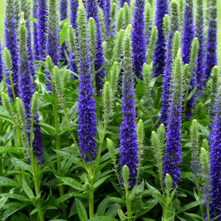 Bilde av Veronica spic. 'Ulster Dwarf Blue'-Spanne Plantesalg