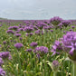 Bilde av Allium Violet Beauty-Spanne Plantesalg