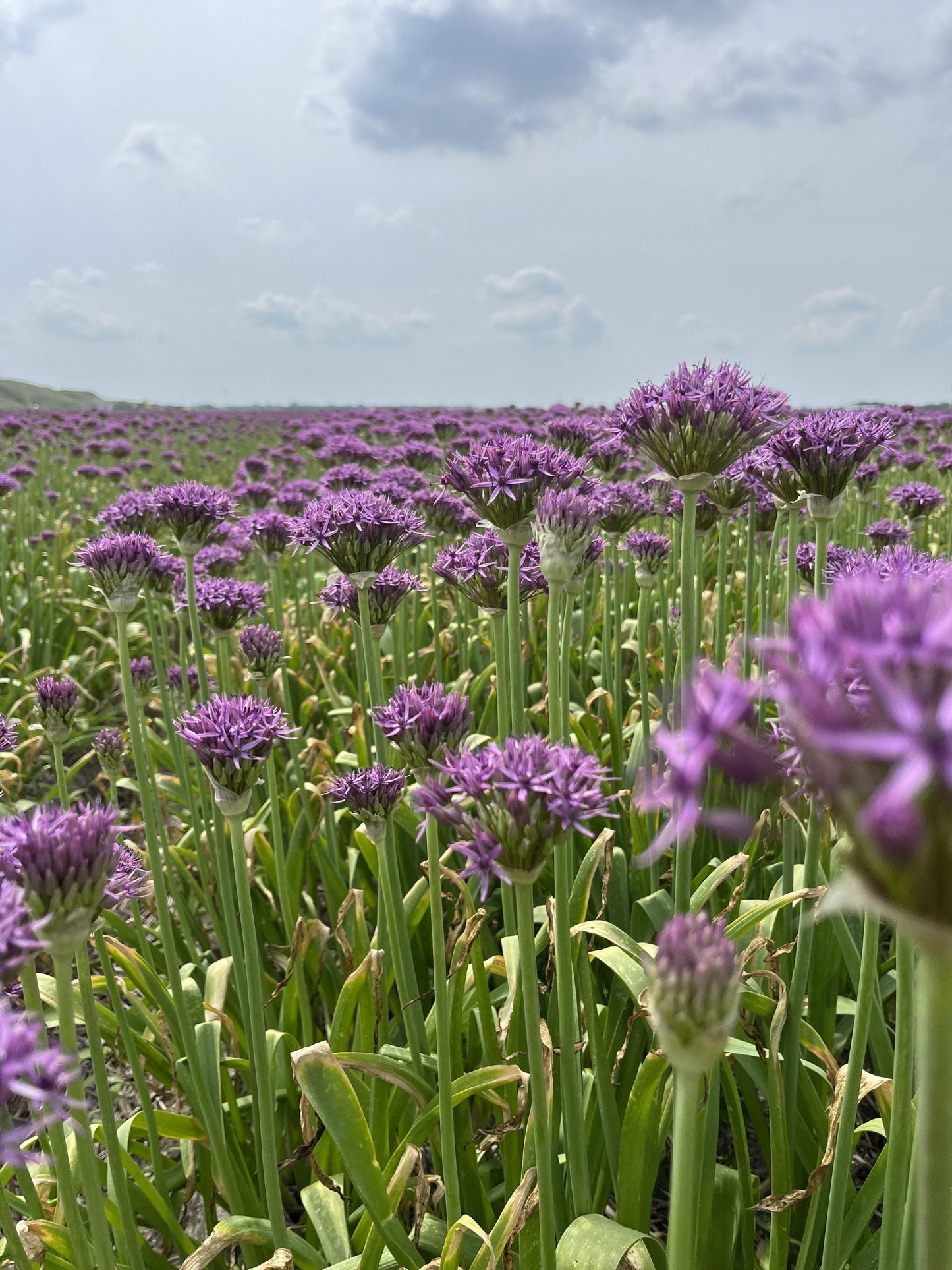 Bilde av Allium Violet Beauty-Spanne Plantesalg