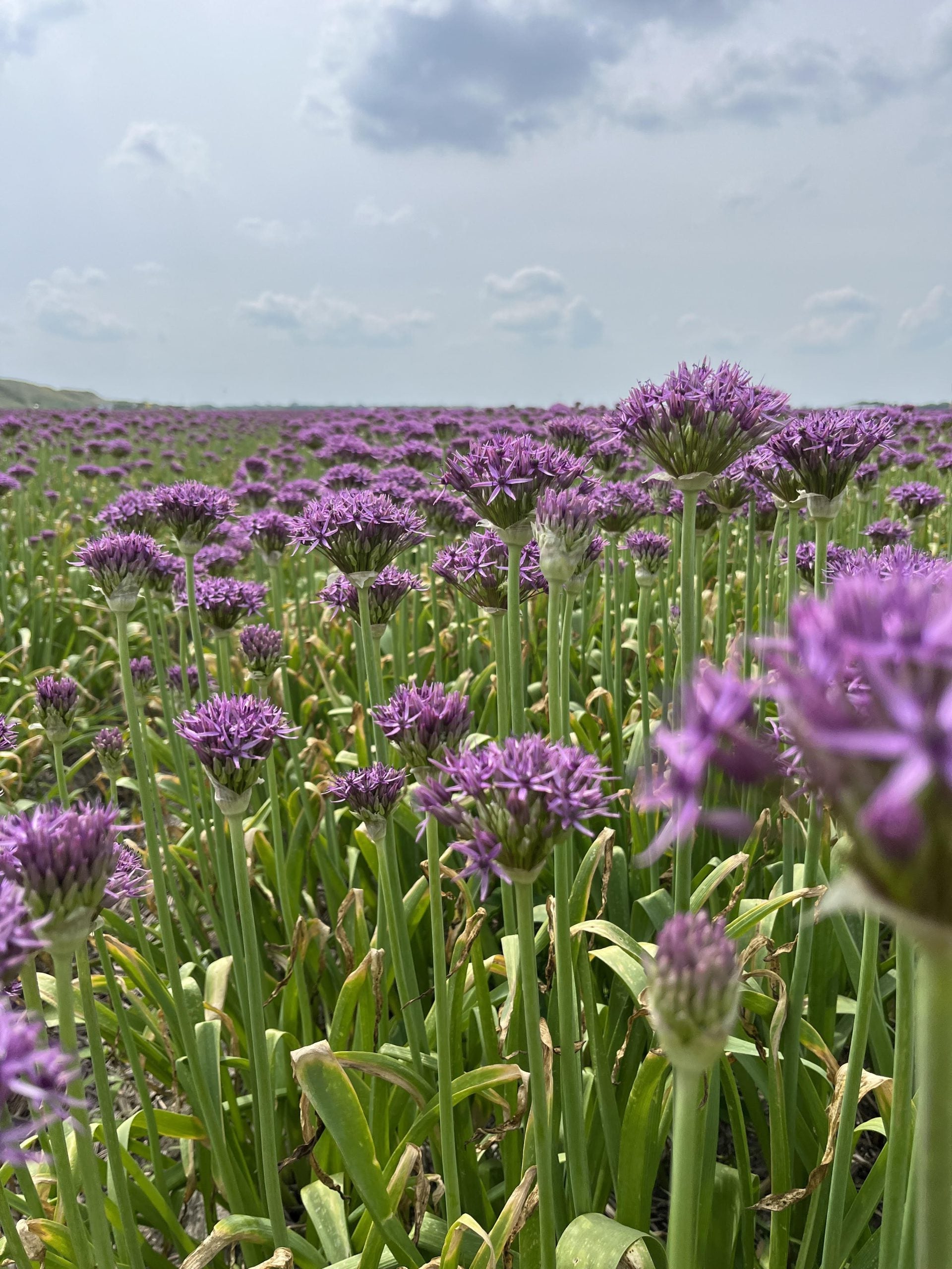 Bilde av Allium Violet Beauty-Spanne Plantesalg