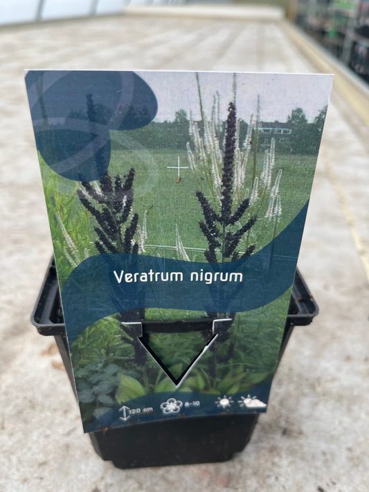 Bilde av Veratrum nigrum-Spanne Plantesalg