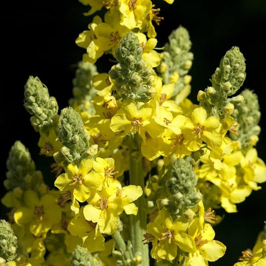 Bilde av Verbascum densiflorum-Spanne Plantesalg