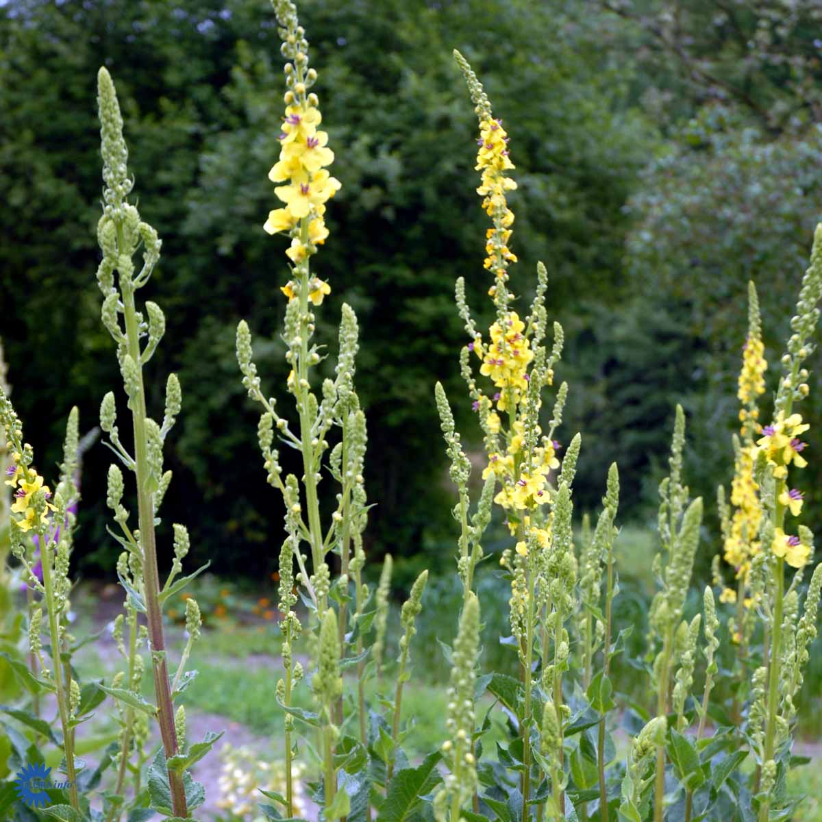 Bilde av Verbascum nigrum-Spanne Plantesalg