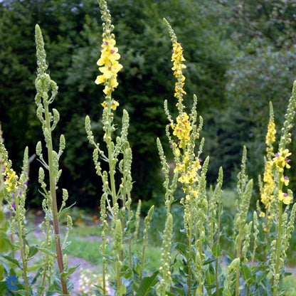 Bilde av Verbascum nigrum-Spanne Plantesalg