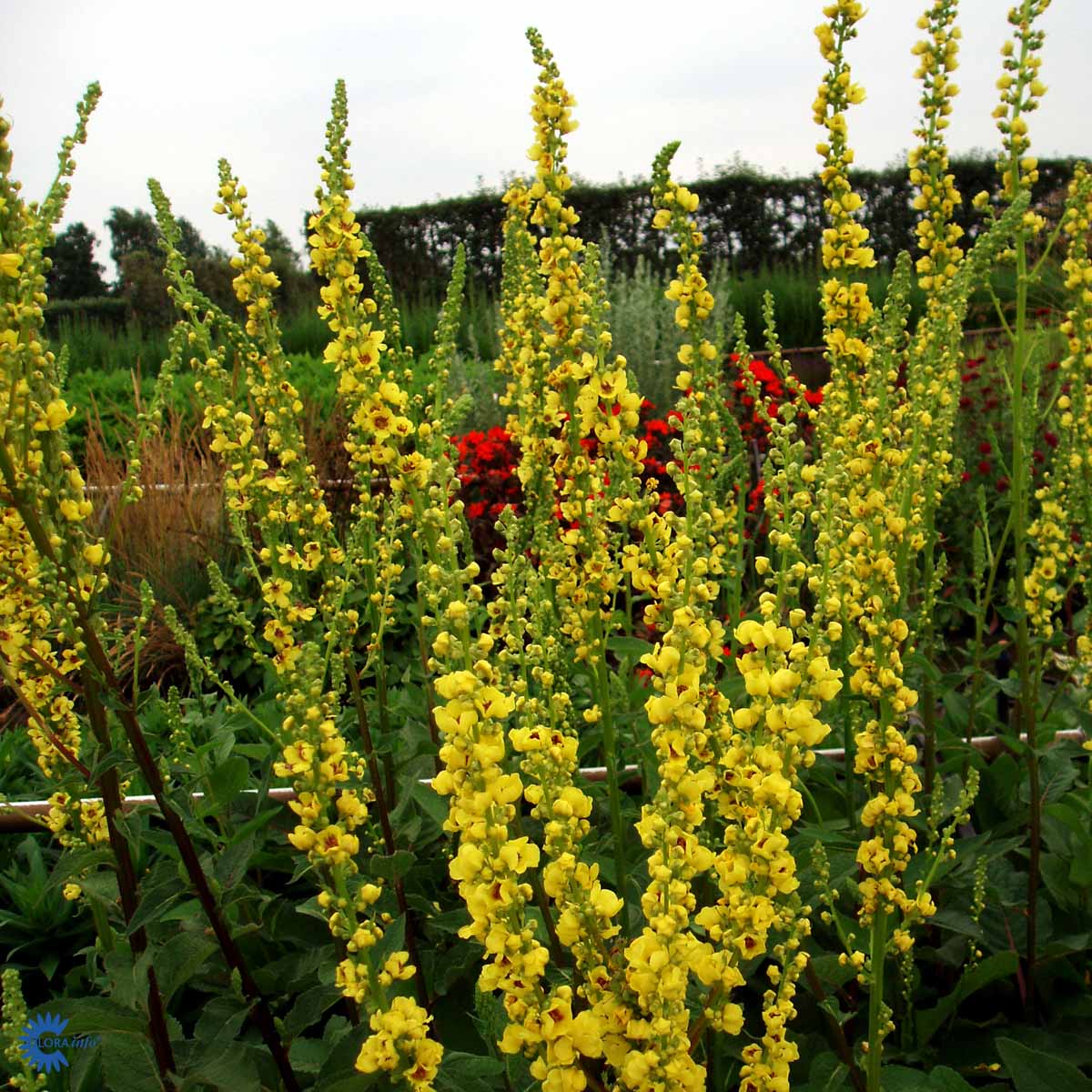 Bilde av Verbascum nigrum-Spanne Plantesalg