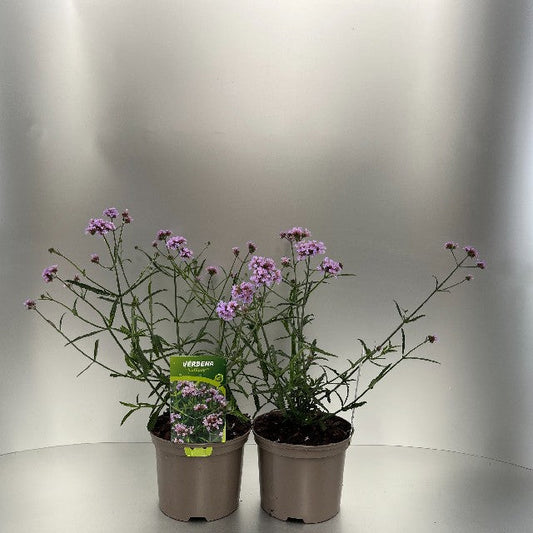 Bilde av VERBENA BONARIENSIS LOLLIPOP-Spanne Plantesalg