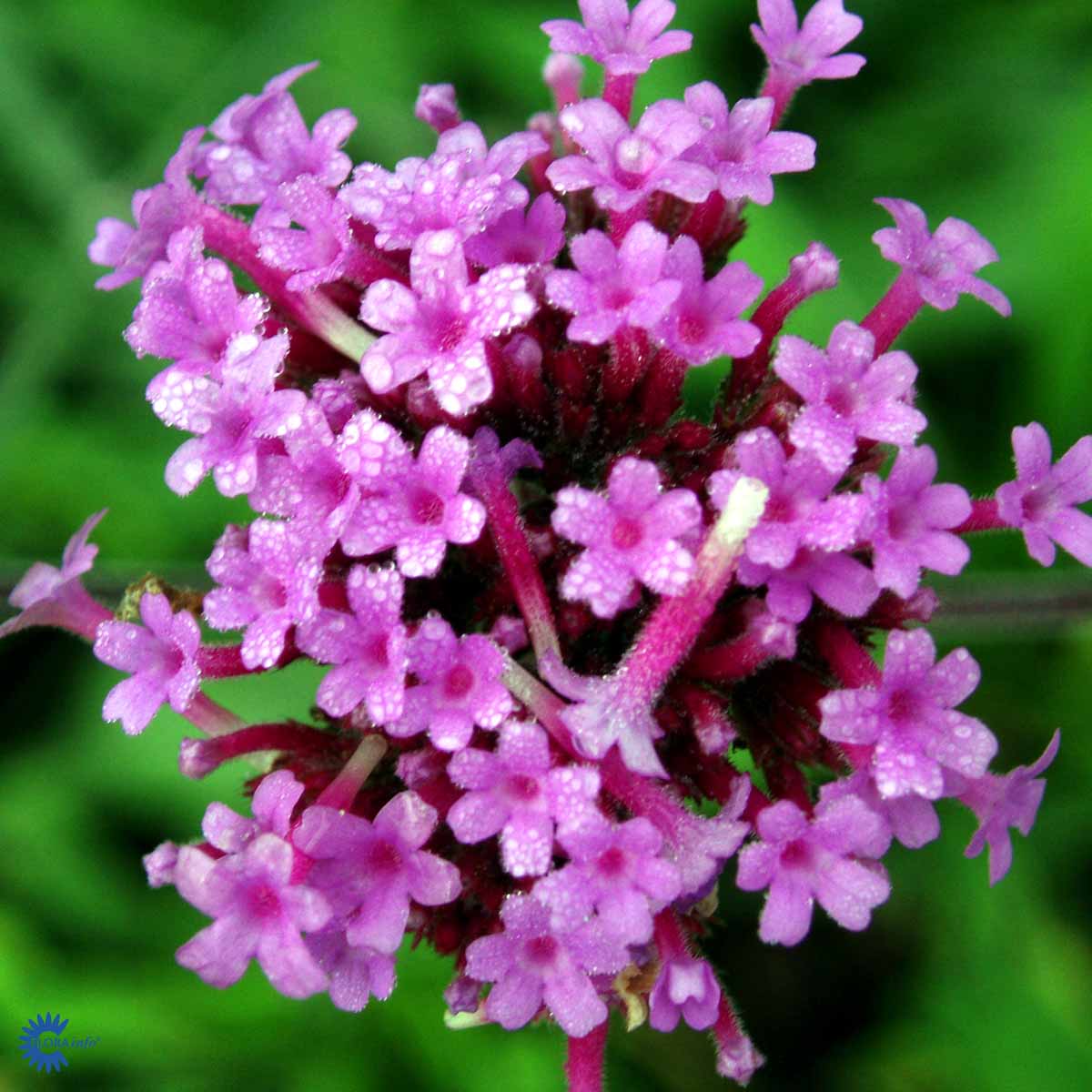 Bilde av Verbena bonariensis Pris pr 2 stk-Spanne Plantesalg