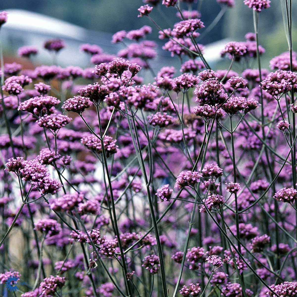 Bilde av Verbena bonariensis Pris pr 2 stk-Spanne Plantesalg