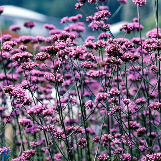 Bilde av Verbena bonariensis Pris pr 2 stk-Spanne Plantesalg