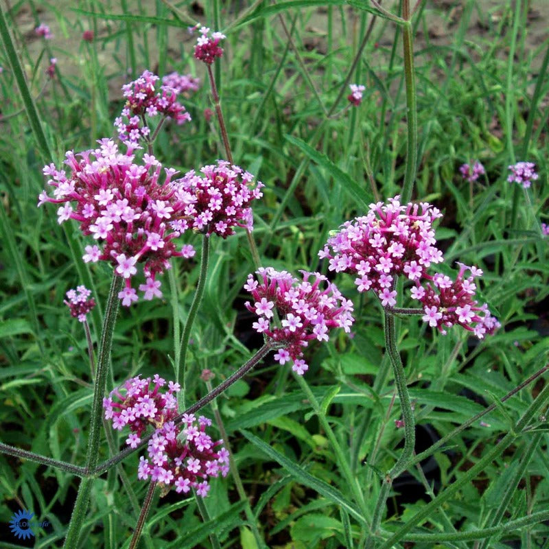 Bilde av Verbena bonariensis-Spanne Plantesalg