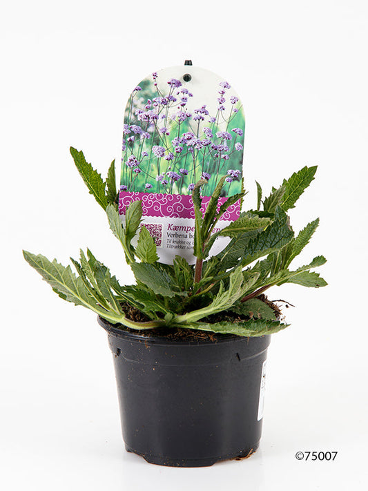 Bilde av VERBENA BONARIENSIS-Spanne Plantesalg