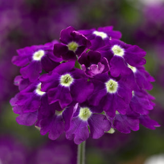 Bilde av Verbena Lanai up Purple W/Eye-Spanne Plantesalg