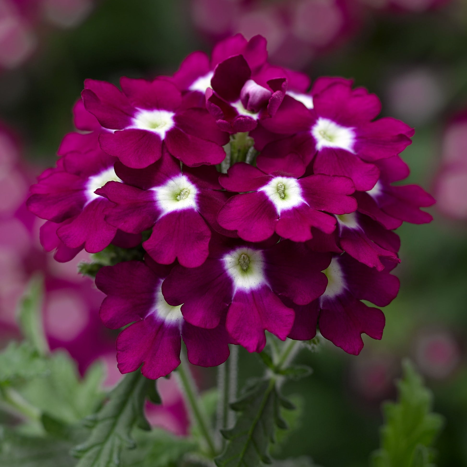 Bilde av Verbena Lanai up Rose W/Eye-Spanne Plantesalg