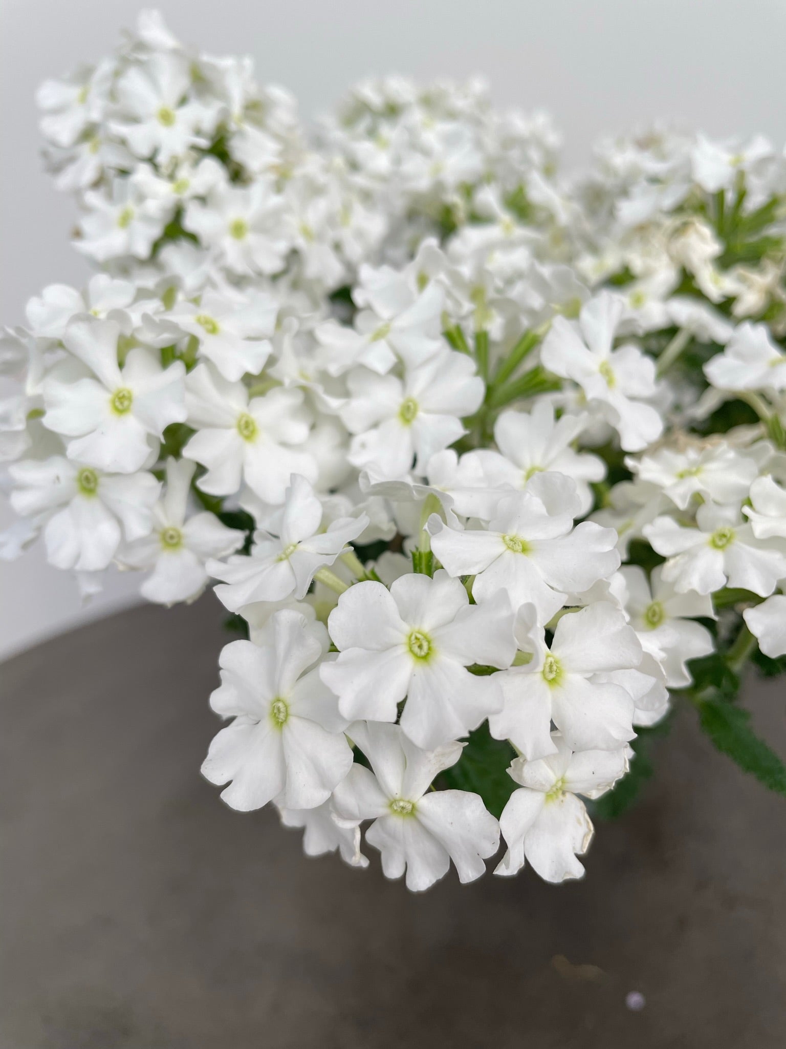 Bilde av Verbena Lanai up White-Spanne Plantesalg