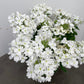 Bilde av Verbena Lanai up White-Spanne Plantesalg