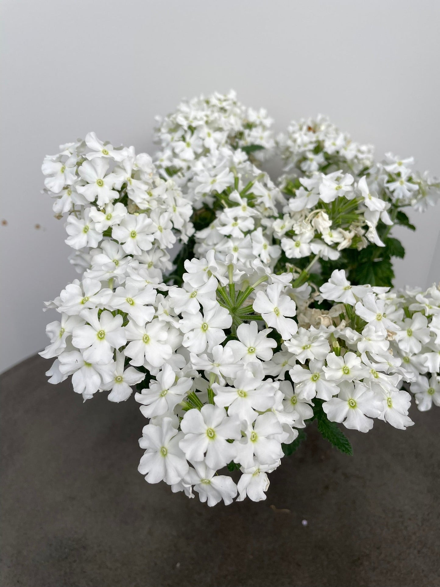 Bilde av Verbena Lanai up White-Spanne Plantesalg