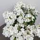 Bilde av Verbena Lanai up White-Spanne Plantesalg