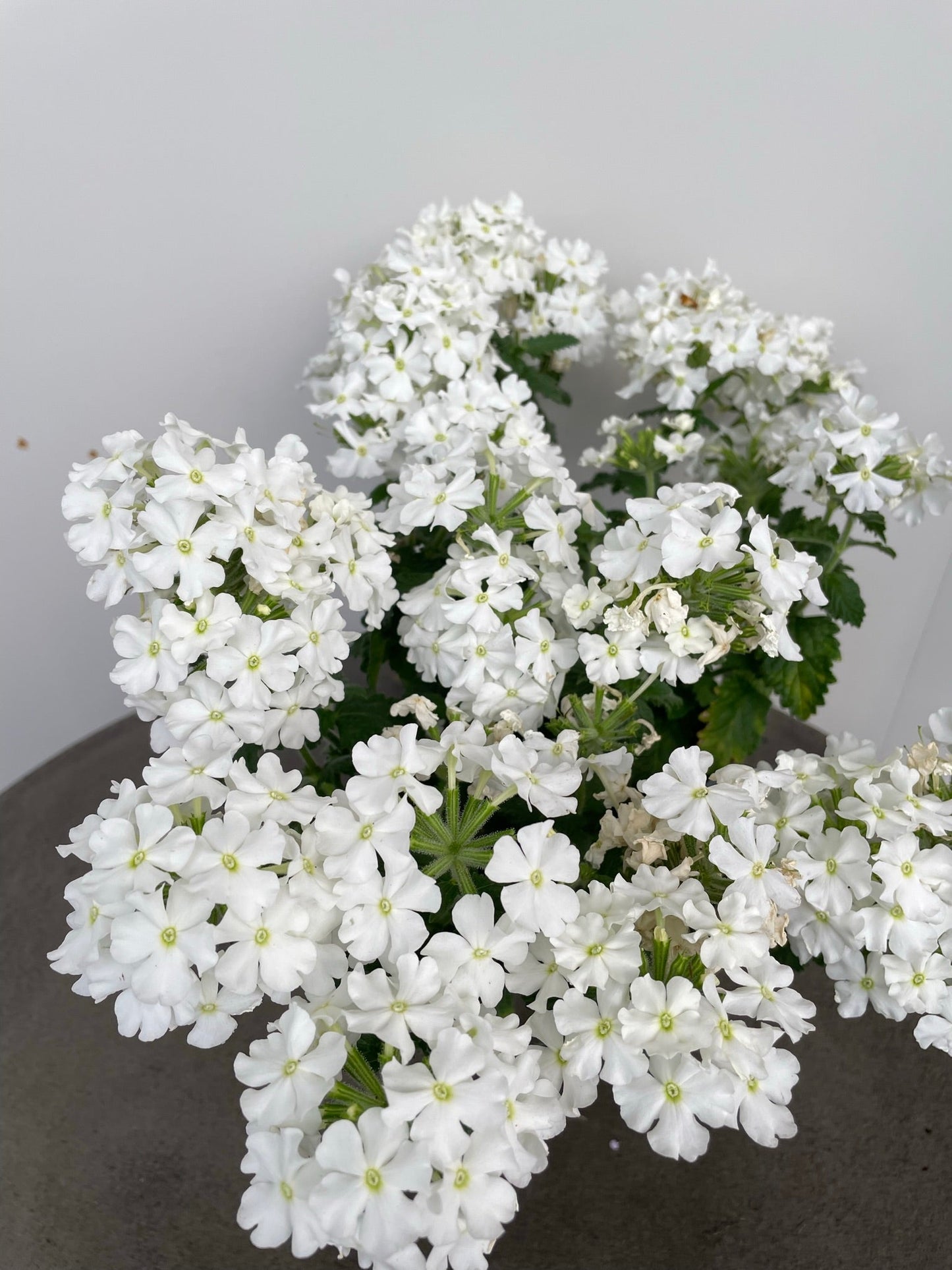 Bilde av Verbena Lanai up White-Spanne Plantesalg