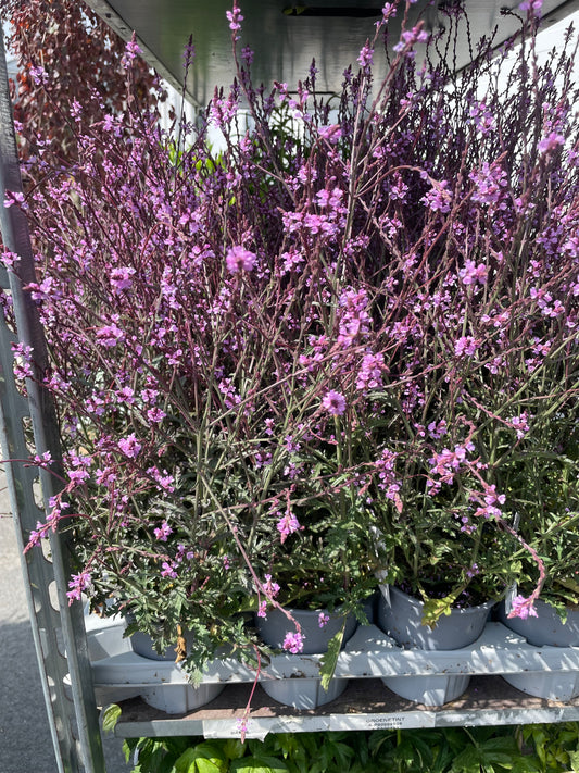 Bilde av VERBENA OFFICINALIS 'Bampton'-Spanne Plantesalg