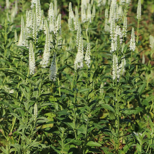 Bilde av Veronica longif. 'Schneeriesin'-Spanne Plantesalg
