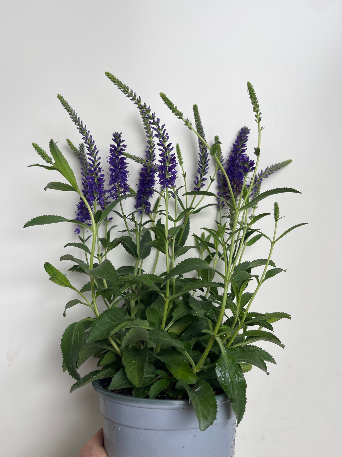 Bilde av Veronica spicata blå-Spanne Plantesalg