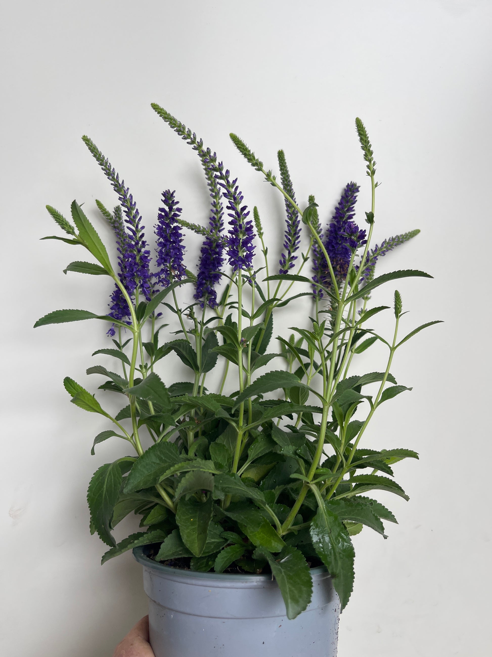 Bilde av Veronica spicata blå-Spanne Plantesalg