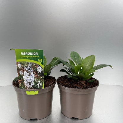 Bilde av VERONICA TISSINGTON WHITE-Spanne Plantesalg