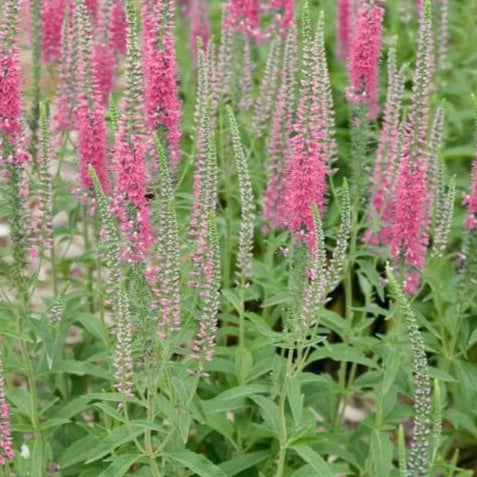 Bilde av Veronica spic. 'Rosa Zwerg'-Spanne Plantesalg