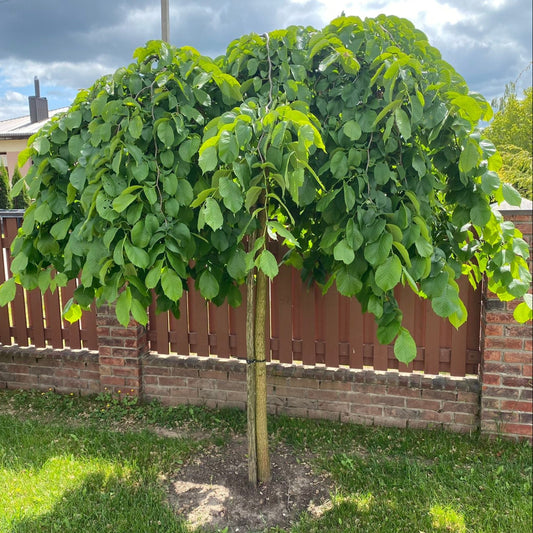 Bilde av Ulmus glabra 'Pendula'-Spanne Plantesalg