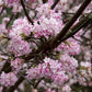 Bilde av VIBURNUM BODNANTENSE DAWN-Spanne Plantesalg