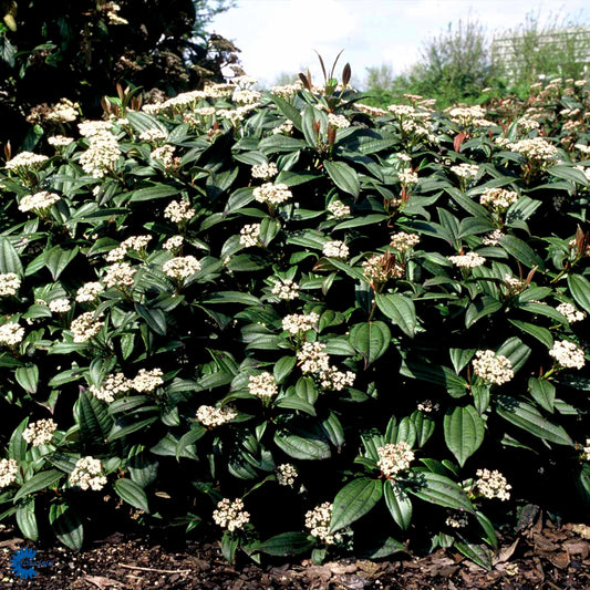 Bilde av VIBURNUM DAVIDII ANGUSTIFOLIUM-Spanne Plantesalg