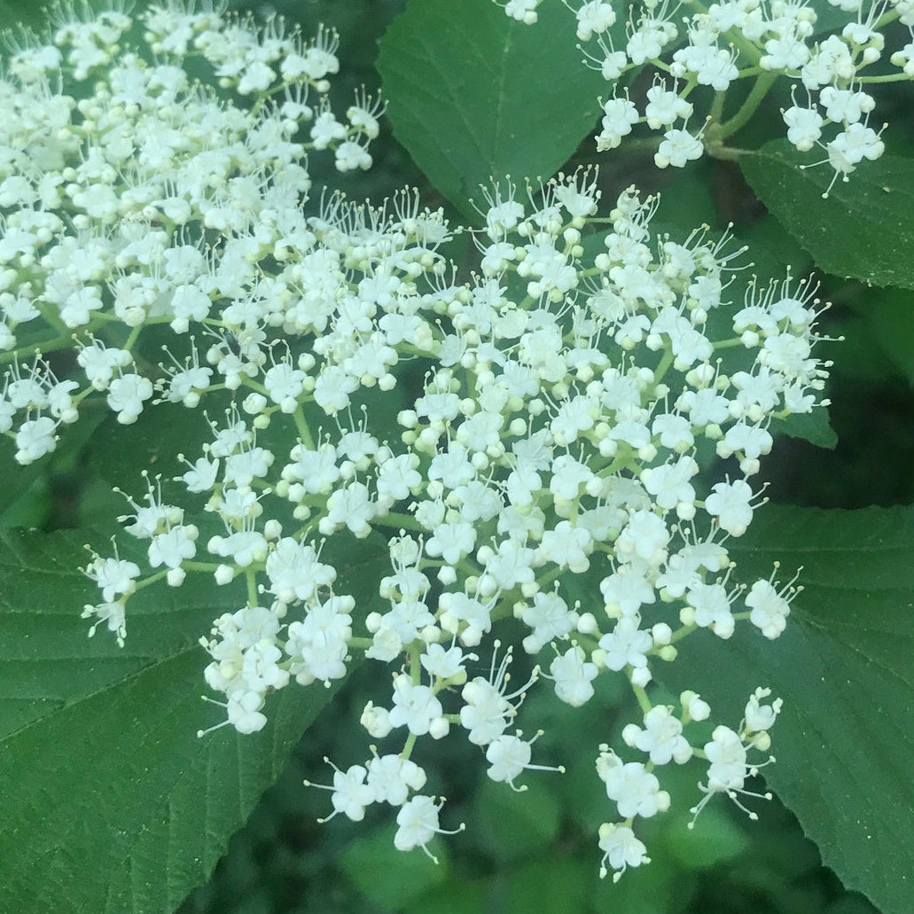 Bilde av Viburnum dilatatum 'Sealing Wax'-Spanne Plantesalg