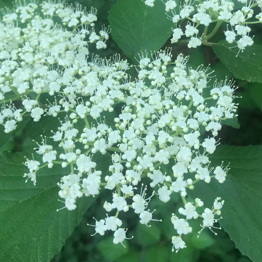 Bilde av Viburnum dilatatum 'Sealing Wax'-Spanne Plantesalg