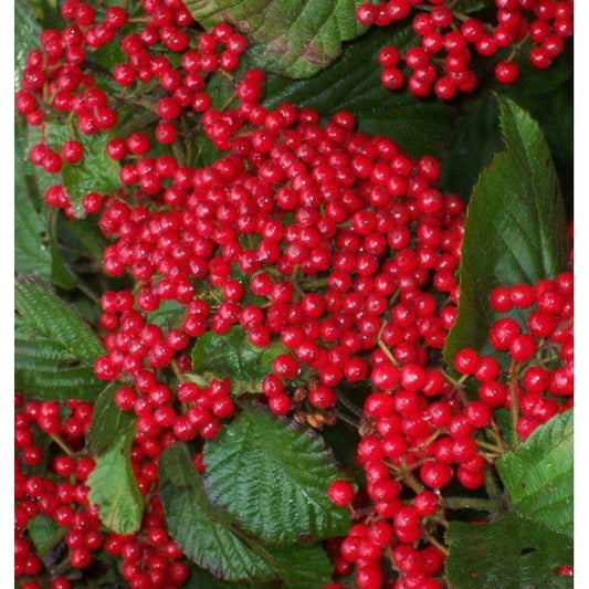 Bilde av Viburnum dilatatum 'Sealing Wax'-Spanne Plantesalg