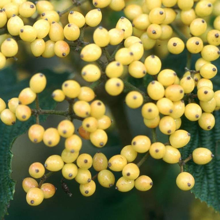 Bilde av Viburnum dilatum 'Michael Dodge'-Spanne Plantesalg