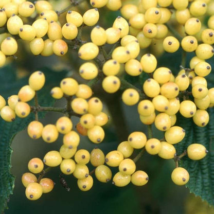 Bilde av Viburnum dilatum 'Michael Dodge'-Spanne Plantesalg
