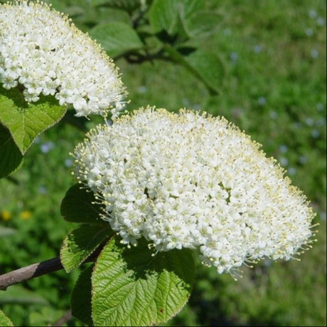 Bilde av Viburnum Lantana-Spanne Plantesalg