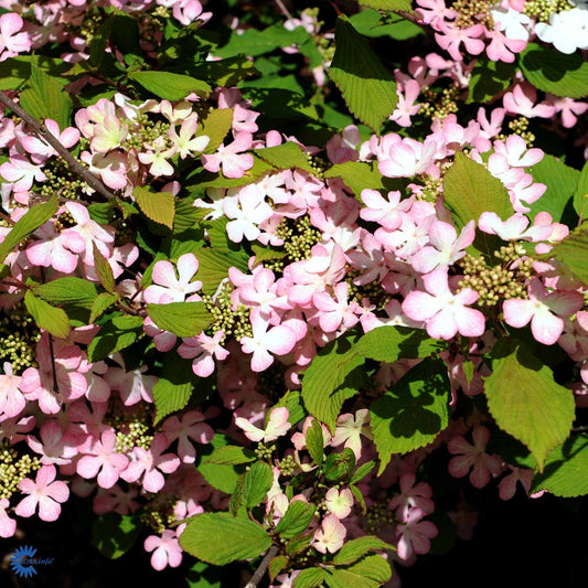 Bilde av Viburnum plic. Moly Schroeder-Spanne Plantesalg