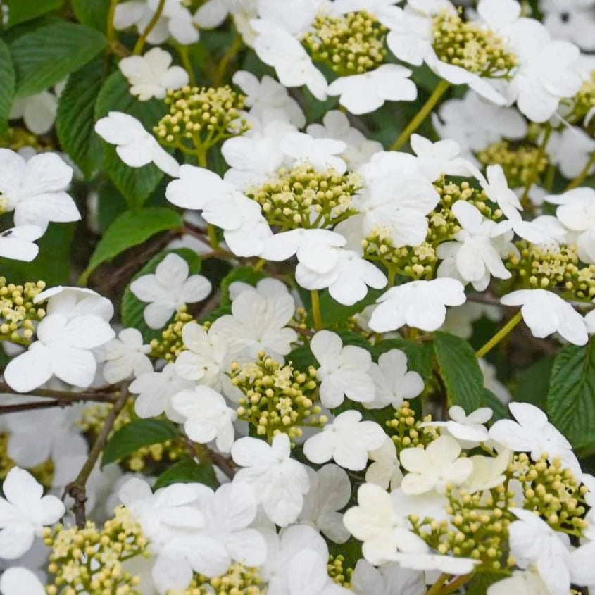 Bilde av Viburnum plic. 'Summer Snowflake'-Spanne Plantesalg