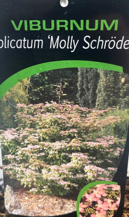 Bilde av Viburnum plicata 'Molly schröder'-Spanne Plantesalg