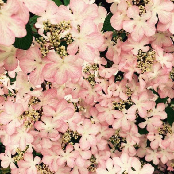 Bilde av Viburnum plicata 'Molly schröder'-Spanne Plantesalg