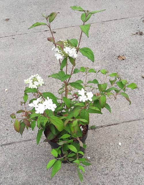 Bilde av Viburnum Plicatum Watanabe-Spanne Plantesalg