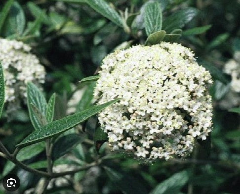 Bilde av VIBURNUM PRAGENSE-Spanne Plantesalg