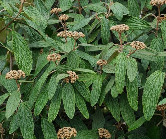 Bilde av VIBURNUM RHYTIDOPHYLLUM-Spanne Plantesalg